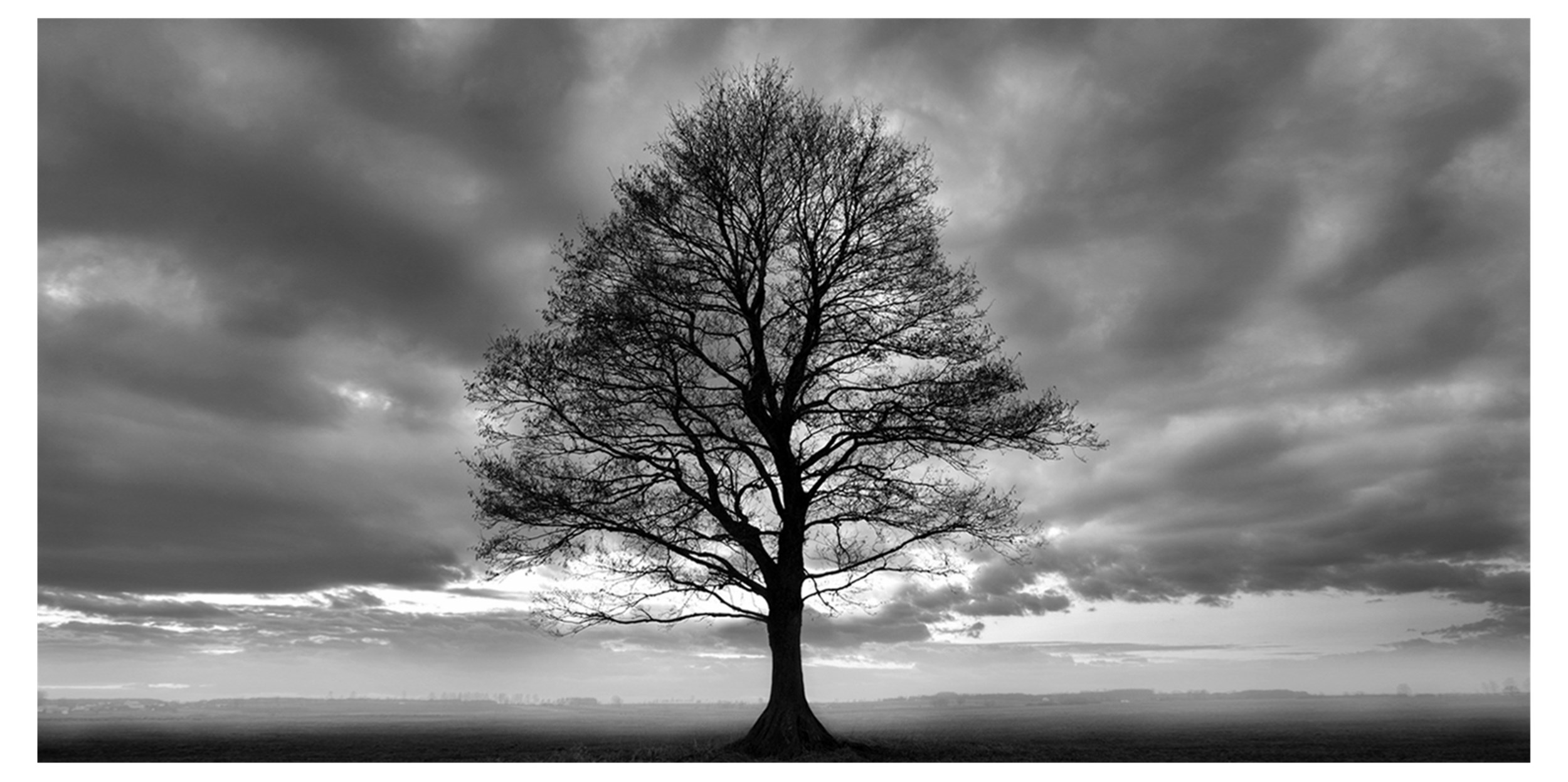 Lonely Tree Fotoprint 140 x 70 cm 
