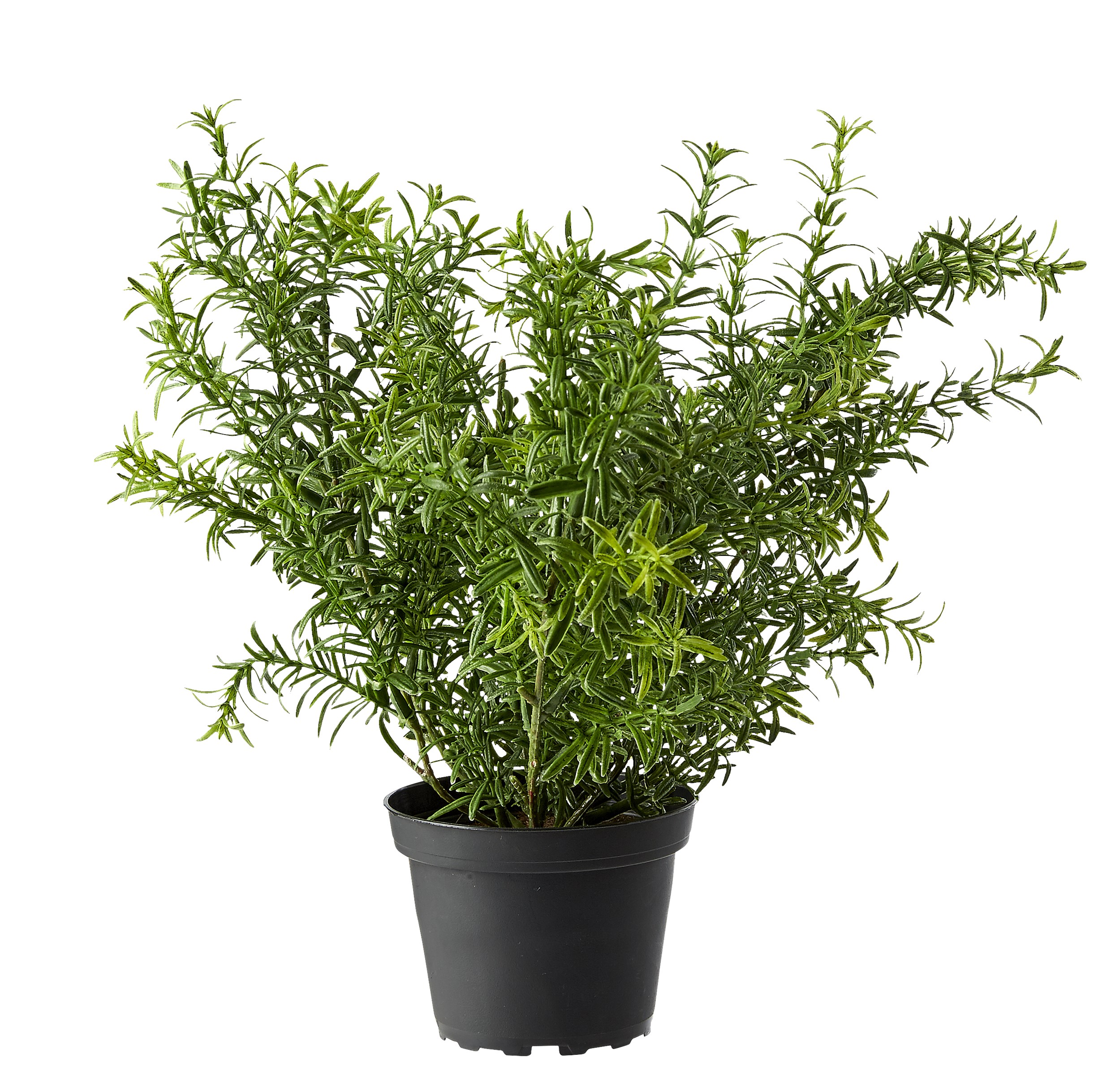 Asparagus Kunstig plante 28 x 15 cm 